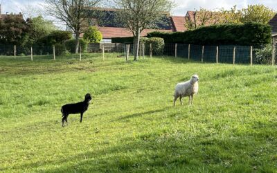 Eco-pâturage : des moutons à Ablis